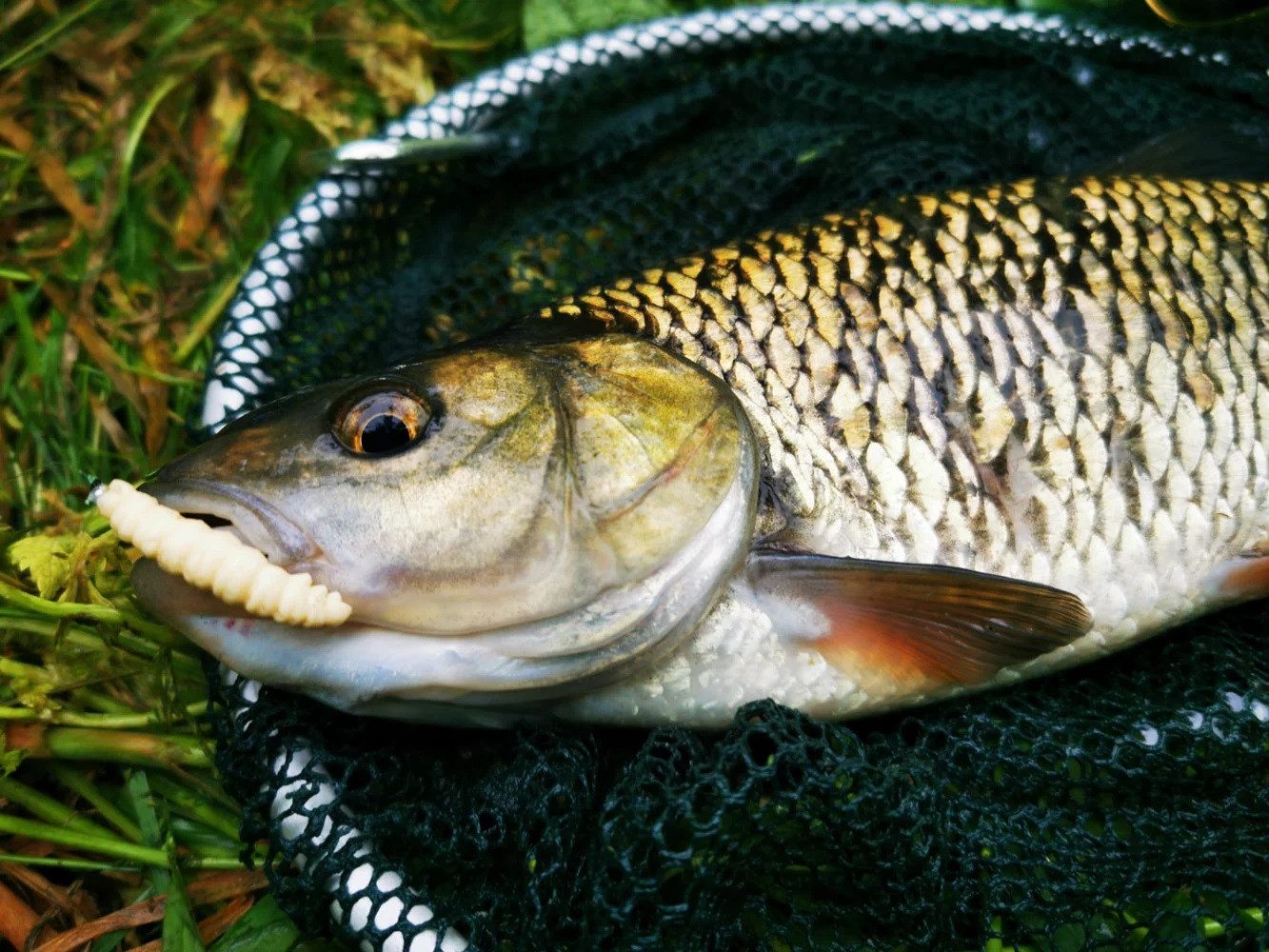 Libra Lures Kunstköder LIBRA LURES LARVA 35mm - Käse - Forelle Larve Angeln Gummi 12 St., (Spar-Set), Tolle Farbe und sehr Detailgetreu