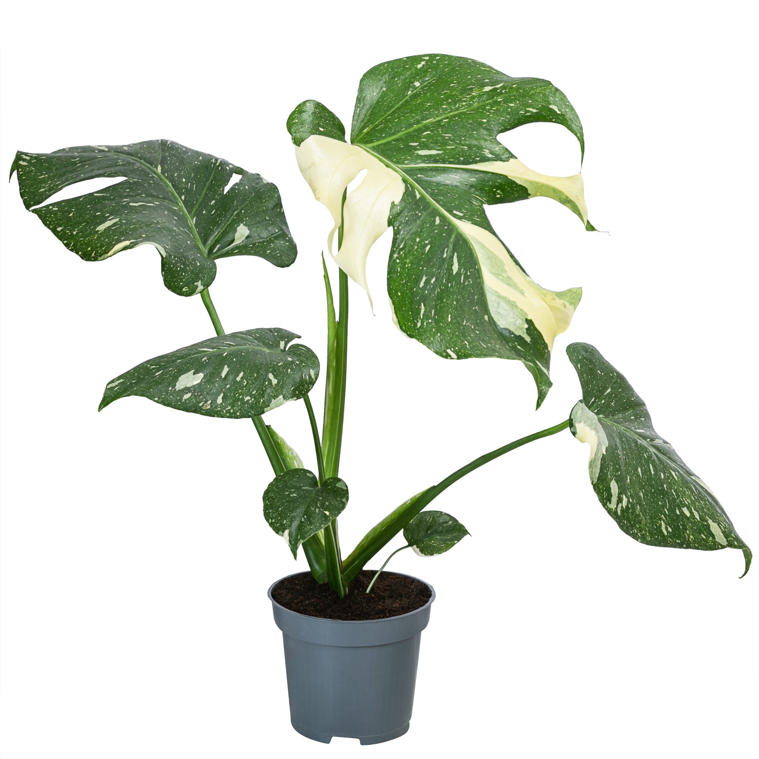 Dehner Zimmerpflanze Fensterblatt Monstera Thai Constellation, Monstera del günstig online kaufen