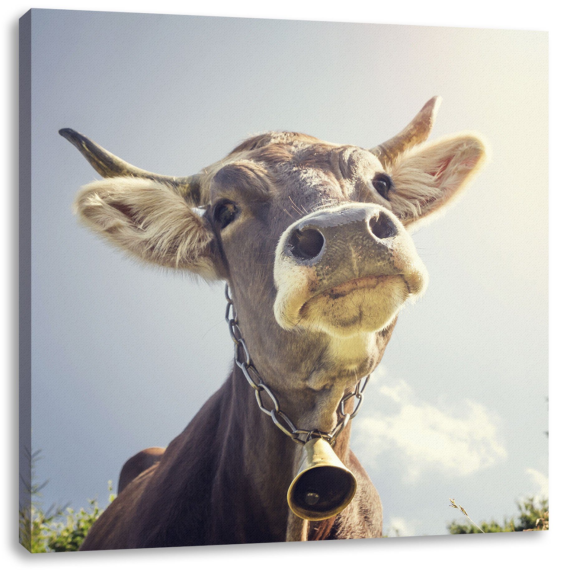 Zackenaufhänger Kuh, Portrait Leinwandbild (1 Lustiges Lustiges Pixxprint Portrait Kuh einer Leinwandbild einer fertig bespannt, inkl. St),