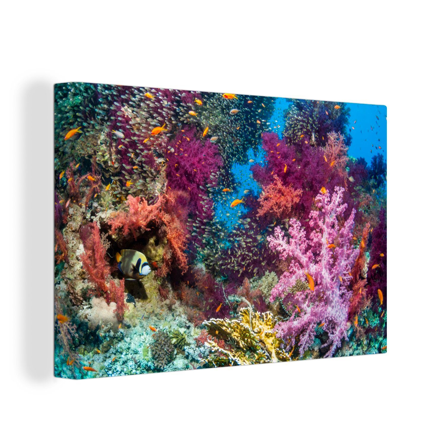 OneMillionCanvasses® Leinwandbild Die leuchtenden Farben der Korallen mit verschiedenen schwimmenden, (1 St), Wandbild Leinwandbilder, Aufhängefertig, Wanddeko, 30x20 cm