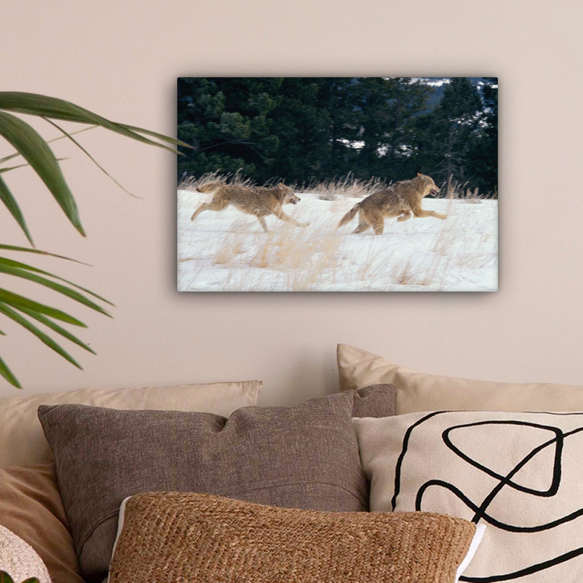 - 30x20 Leinwandbild (1 St), Aufhängefertig, Wolf Wanddeko, Leinwandbilder, cm - Baum Tiere, Wandbild OneMillionCanvasses®