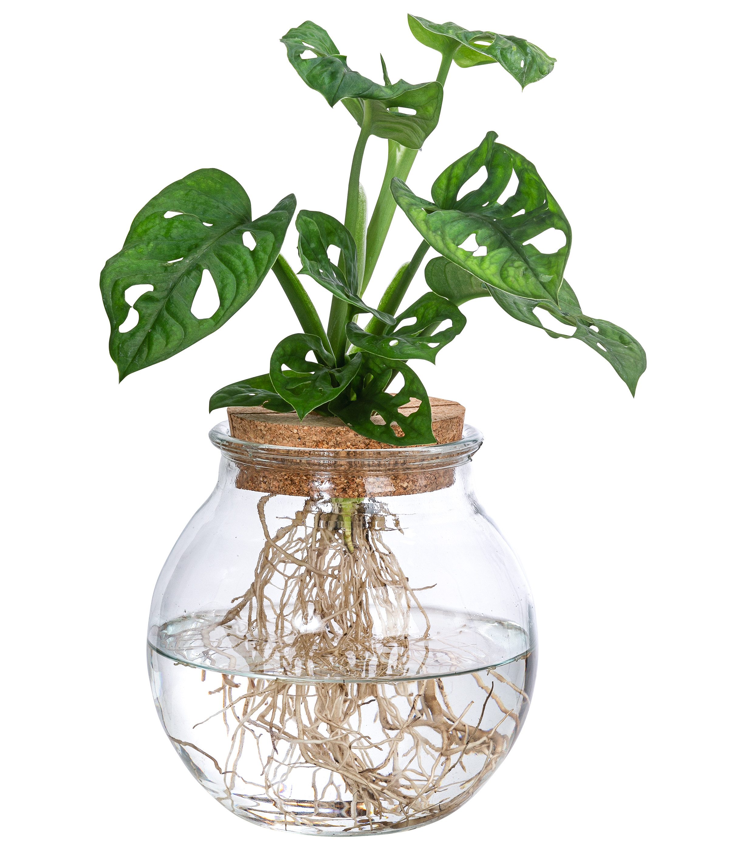 Dehner Zimmerpflanze Waterplant Fensterblatt, Monstera, im Kugelglas, Monstera adansonii, Wasserpflanze im Kugelglas