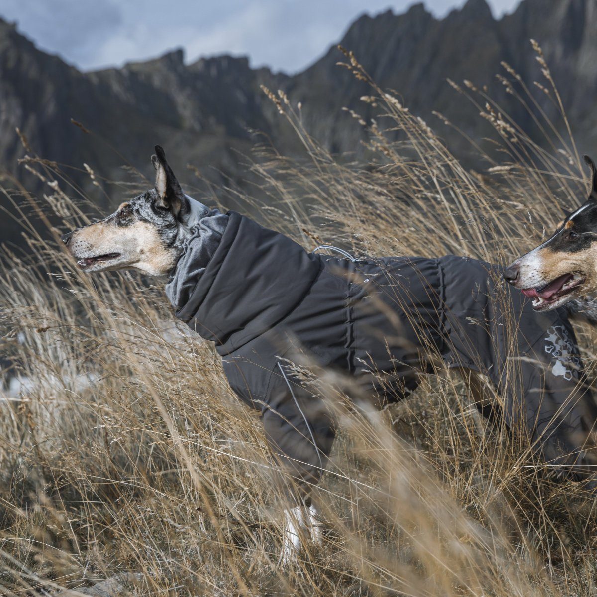 HURTTA Hundeoverall Extreme Overall (Wärme-Overall) dunkelgrau