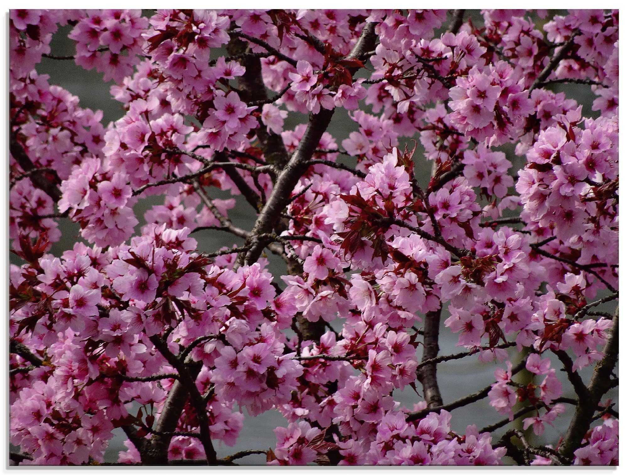(1 Bäume Blüte, Zierkirschen Japanische St), verschiedenen in Artland Glasbild Größen