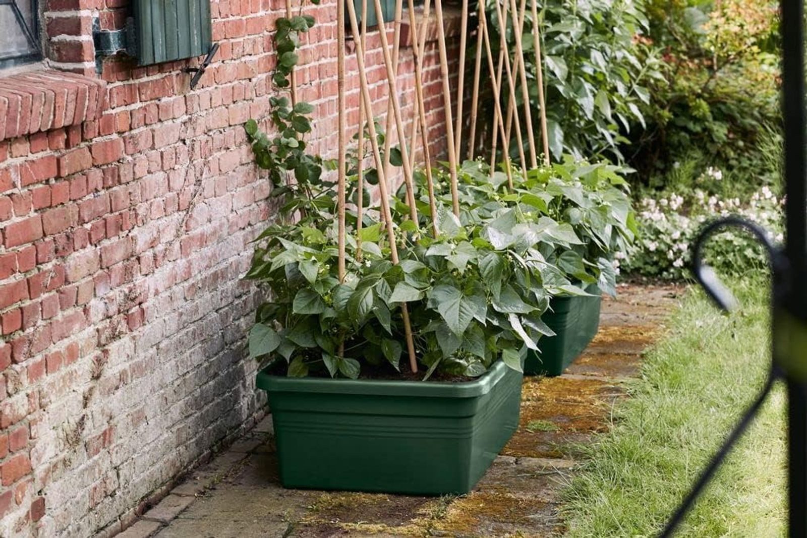 Elho Pflanzkübel Elho Green Basics Beweglicher Garten Gemüsegarten Übertopf