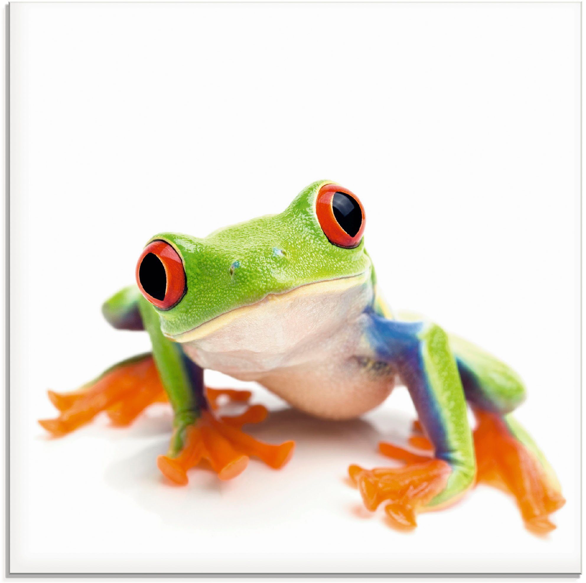 Artland Glasbild Großaufnahme eines Frosches vor weiß, Wassertiere (1 St), in verschiedenen Größen