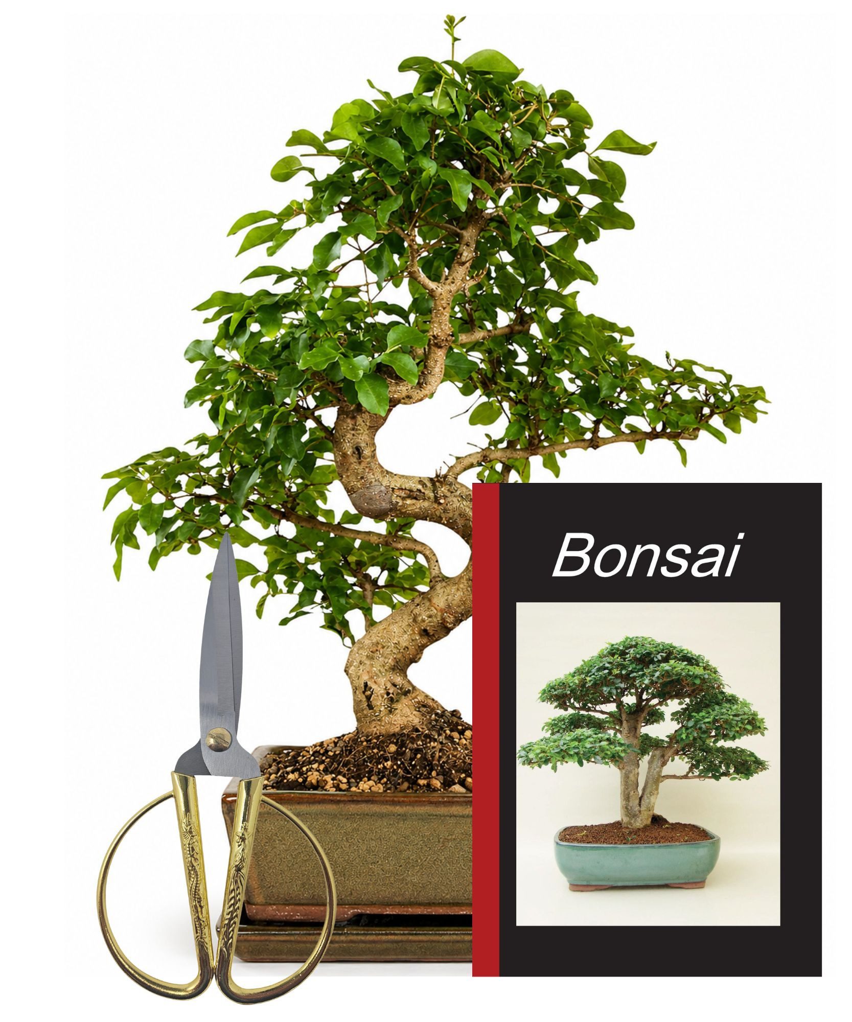 Genki-Bonsai Zimmerpflanze Bonsai Anfänger Set chinesischer Liguster Komplettset, 4-teiliges Bonsai-Komplettset für Einsteiger und Fortgeschrittene, immergrün, schnittverträglich, für Anfänger geeignet