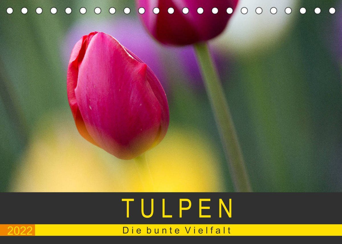 Weihnachten 2022 Otto CALVENDO Wandkalender »Tulpen die bunte Vielfalt (Tischkalender 2022