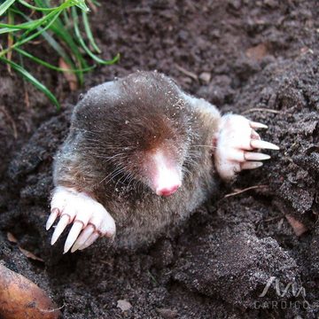 Gardigo Vergrämungsmittel Maulwurf-Verdufter, 300 g