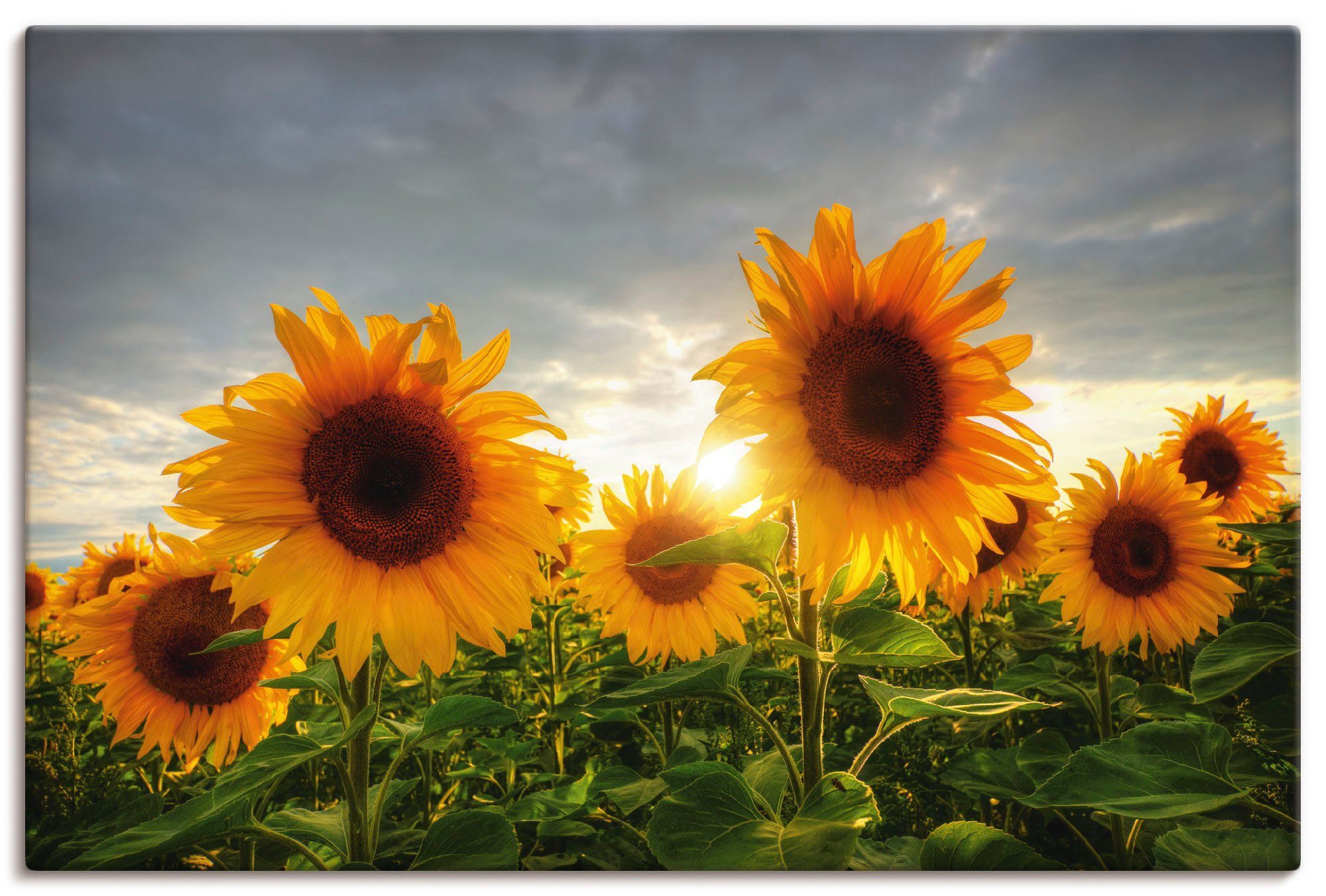 Artland Wandbild Sonnenblumen II, Blumen (1 St), als Leinwandbild, Плакат in verschied. Größen