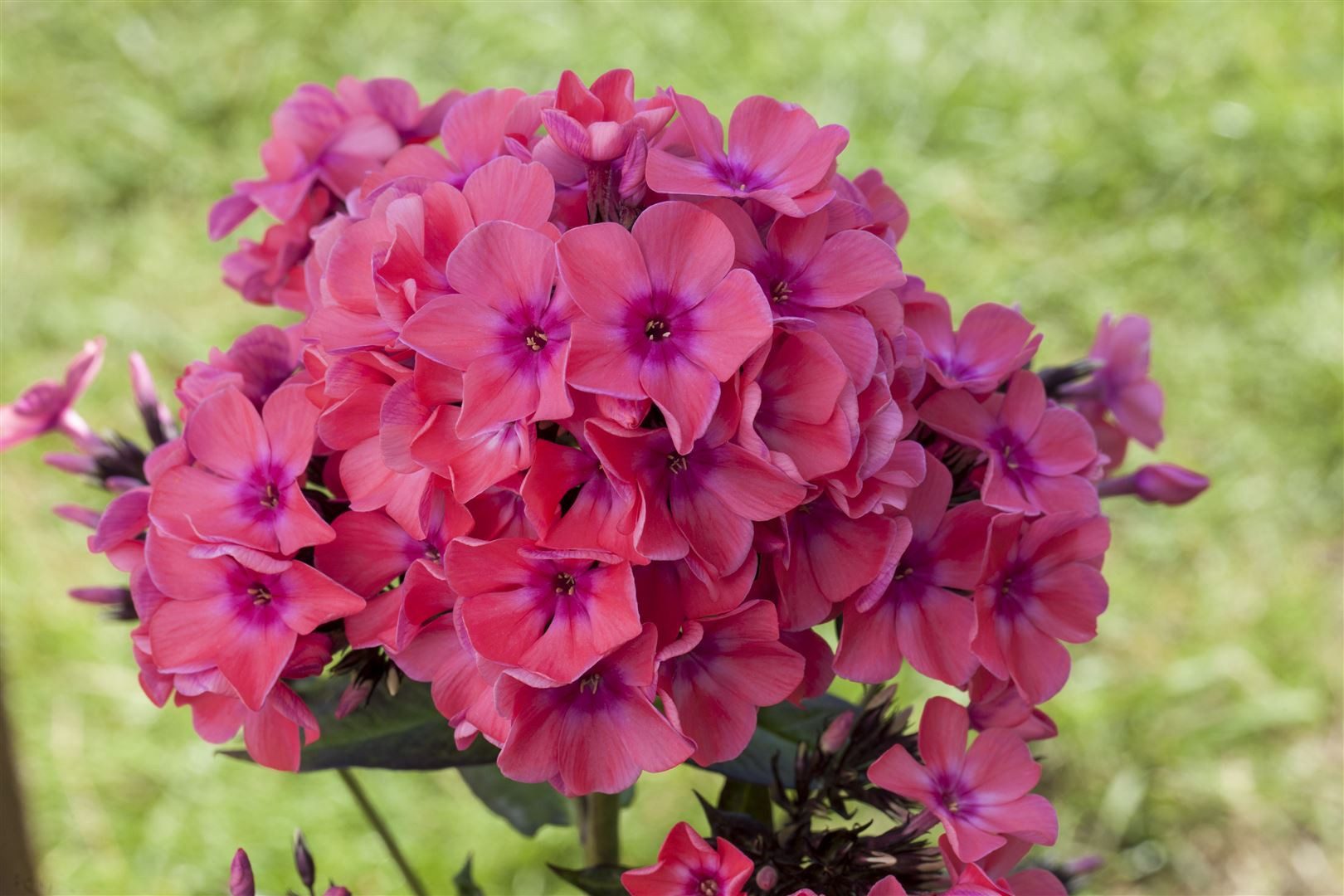Pflanzen für Dich Staude Phlox pan. Pink Flame, 1 St., Flammenblume, Phlox