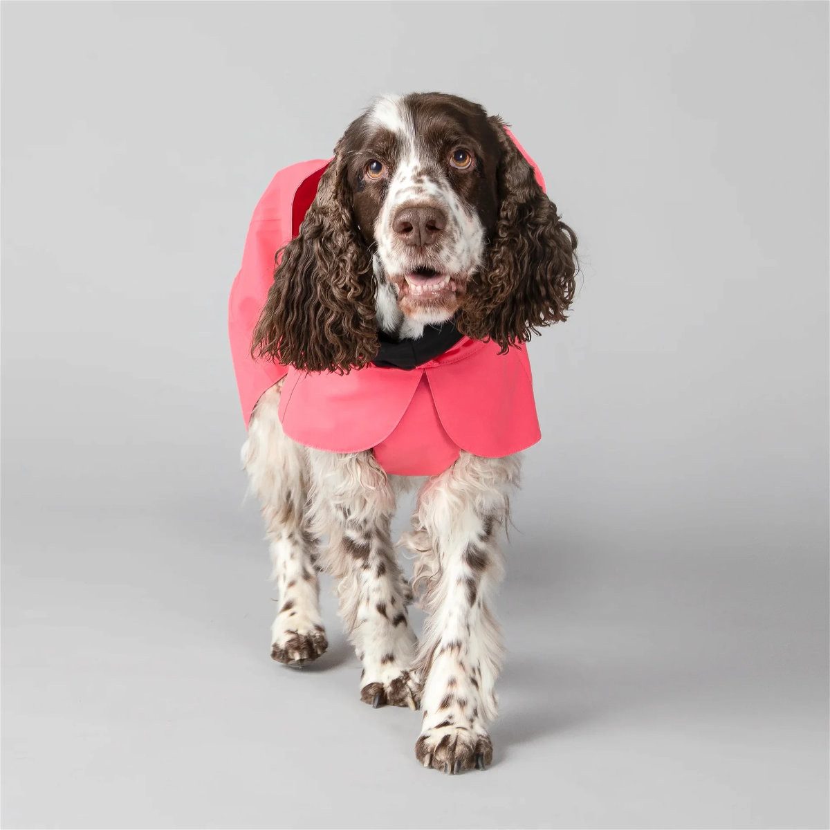 PAIKKA Hunderegenmantel Hunde Regenmantel leicht & reflektierend "Visibility Raincoat Lite" pi