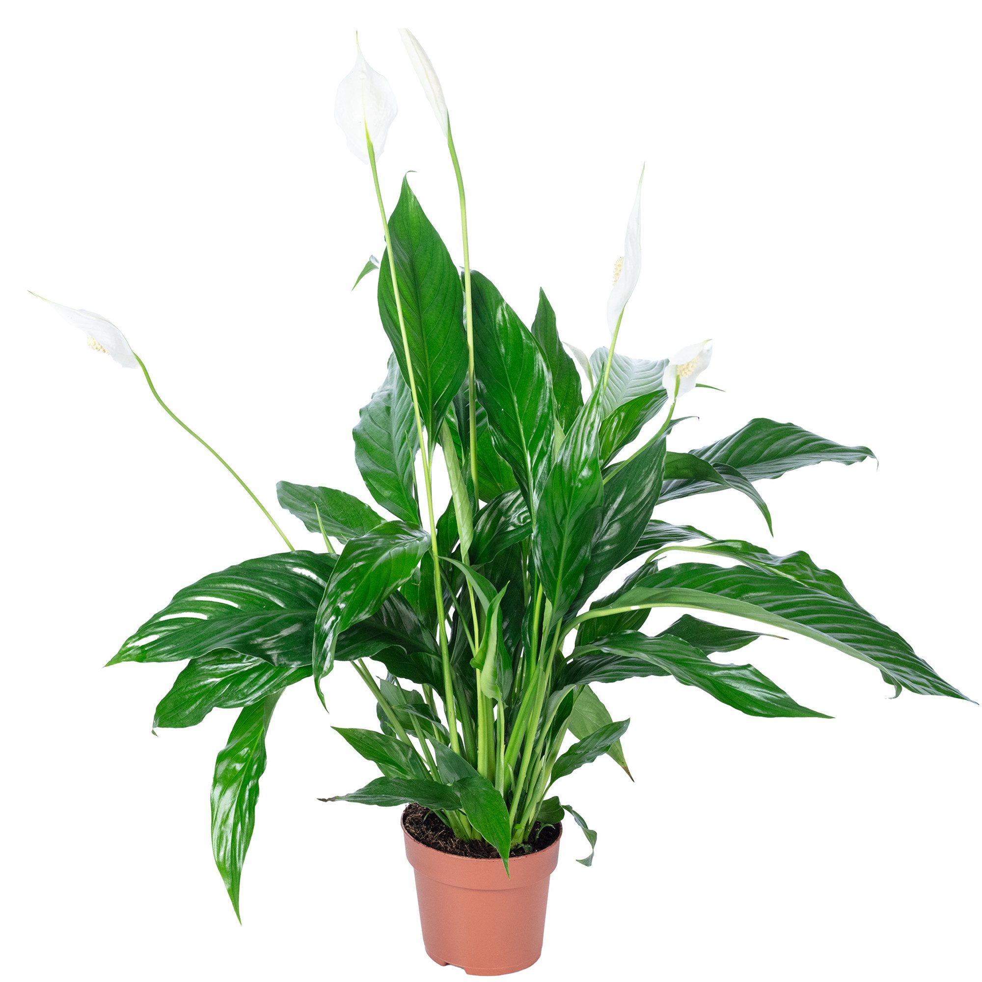 Flowerbox Zimmerpflanze Einblatt - Spathiphyllum, pflegeleicht - Höhe ca. 5 günstig online kaufen