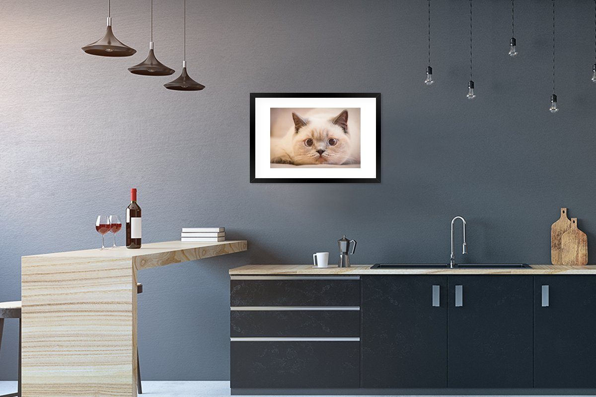 MuchoWow Poster Poster, Kunstdruck, - Katze Gerahmtes Bilderrahmen mit Schwarzem Rahmen, Großaufnahme, - St), Weiß (1