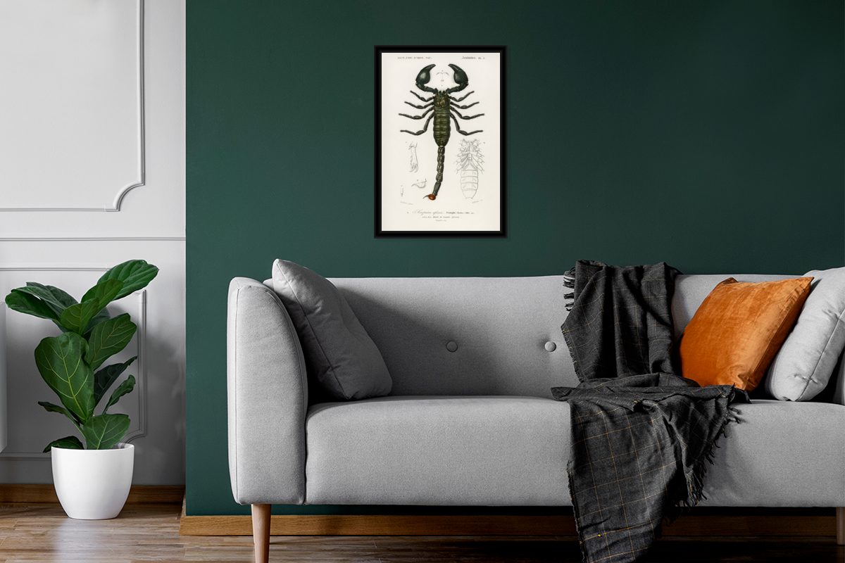 Schwarzem Wandposter, Bilderrahmen - Poster St), Skorpion Wanddeko, - Insekten, MuchoWow Bilder, Gerahmtes Poster, (1 Jahrgang