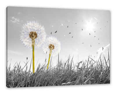 Pixxprint Leinwandbild Pusteblumen auf Wiese, Pusteblumen auf Wiese (1 St), Leinwandbild fertig bespannt, inkl. Zackenaufhänger