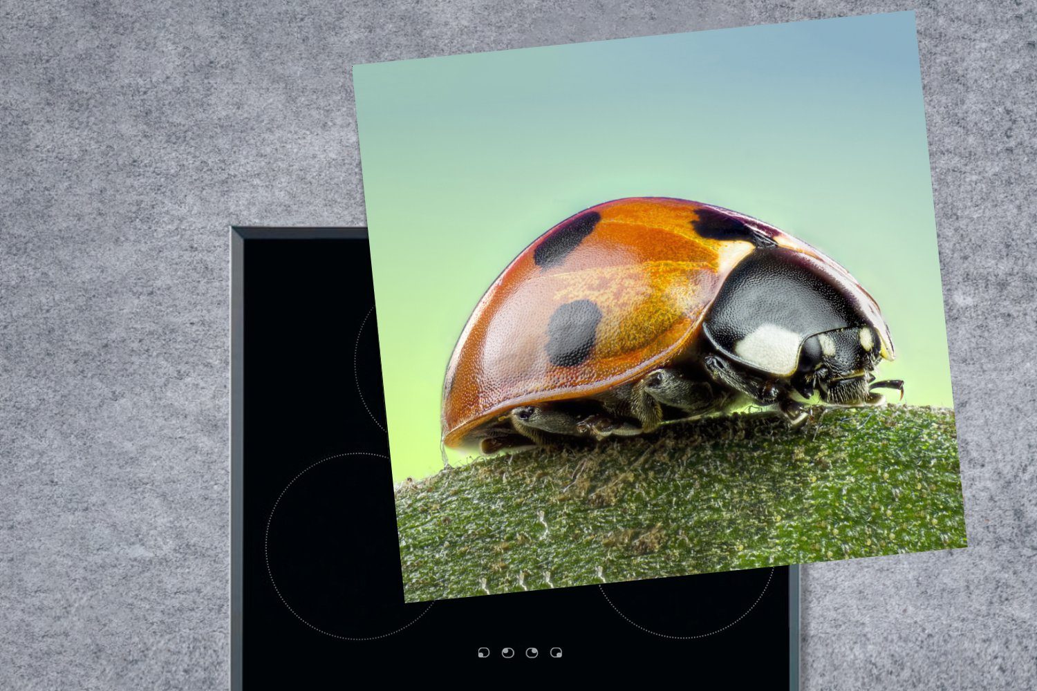 Arbeitsplatte 78x78 Herdblende-/Abdeckplatte Vinyl, Insekten - Tiere, tlg), küche - cm, Marienkäfer für Ceranfeldabdeckung, MuchoWow (1