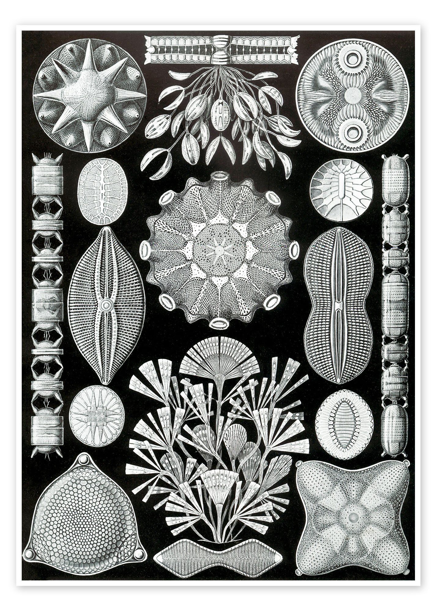 Posterlounge Poster Ernst Haeckel, Kieselalgen, Diatomea (Kunstformen der Natur, 1899), Malerei