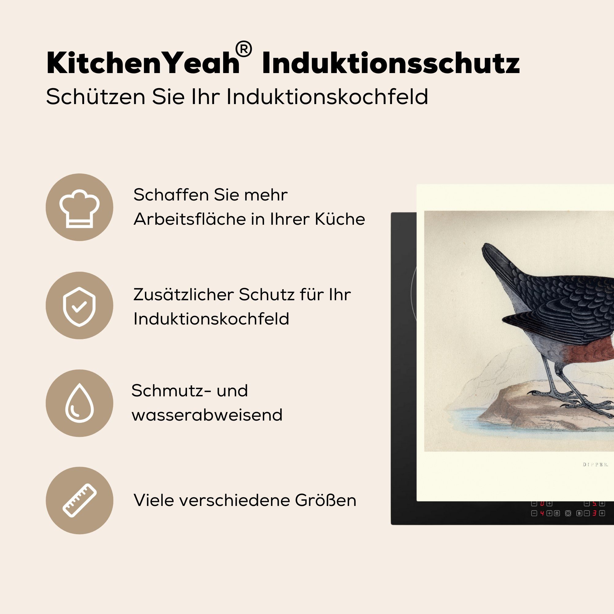 Cinclus Mobile Ceranfeldabdeckung cm, alte 60x52 Vinyl, Herdblende-/Abdeckplatte cinclus, MuchoWow farbenfrohen tlg), nutzbar, eines Eine (1 Illustration Arbeitsfläche