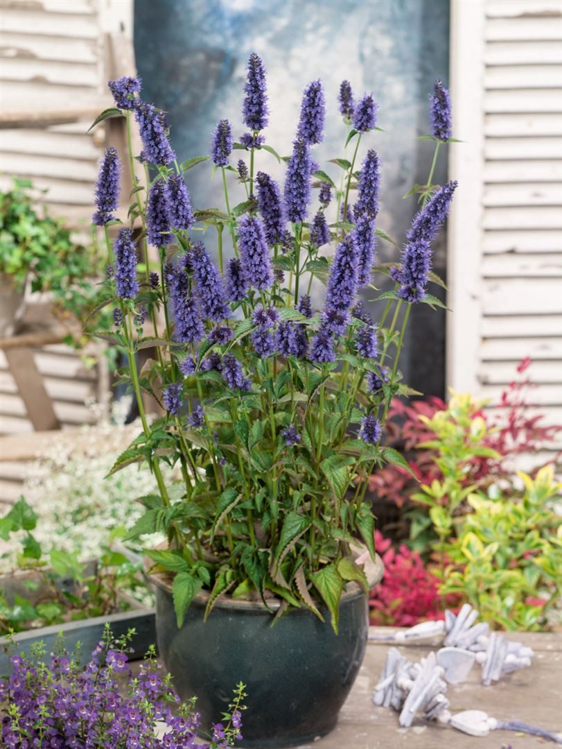 Pflanzen für Dich Staude Agastache rugosa Black Adder, 1 St., Koreanische Minze, Anisysop