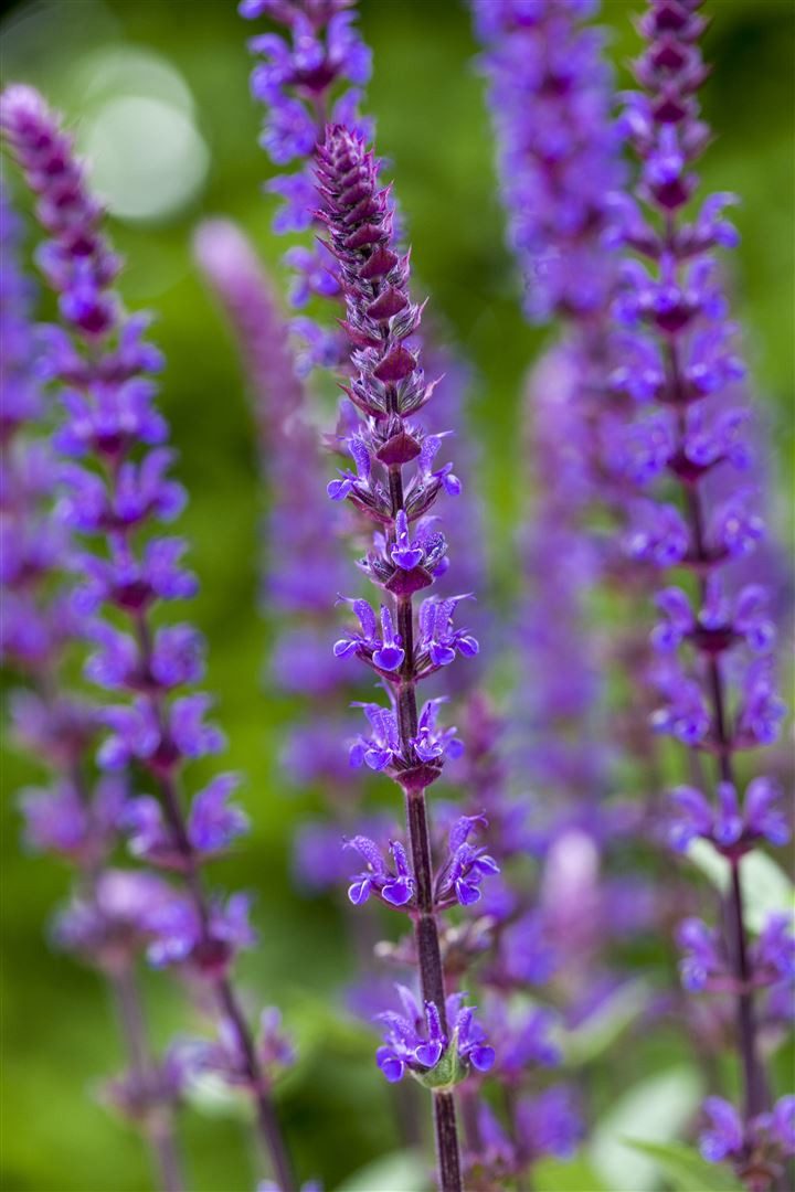 Pflanzen für Dich Staude Salvia nemorosa Caradonna, 1 St., Steppen-Salbei, Hain-Salbei