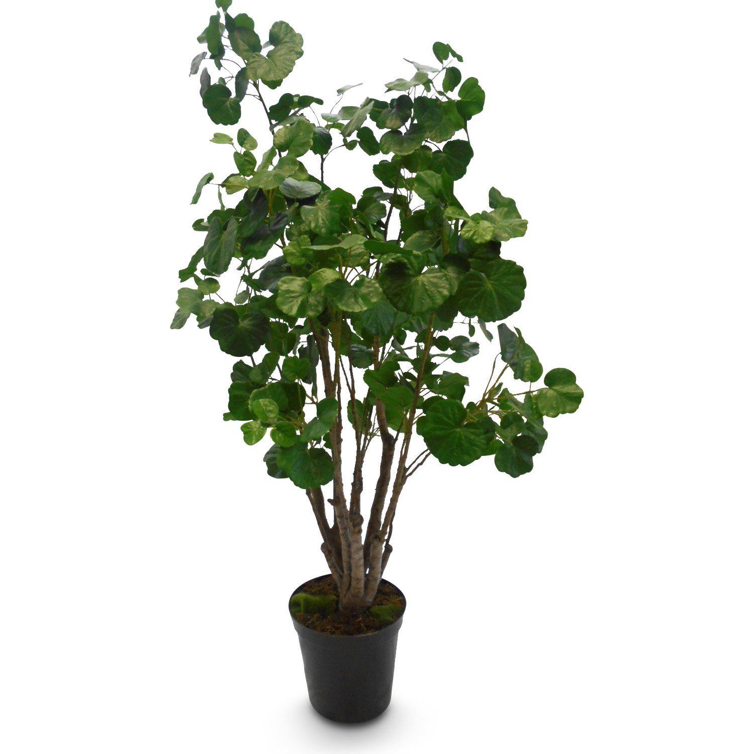 Kunstpflanze Fiederaralie (Polyscias) Kunstpflanze, 160 cm Begonie, fleur ami, Höhe 160 cm