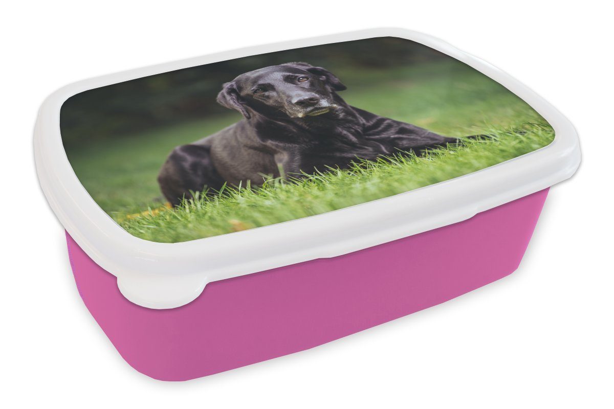 Ein Lunchbox im Mädchen, Kunststoff, MuchoWow für Kinder, Brotdose Erwachsene, rosa Kunststoff (2-tlg), Snackbox, Labrador schwarzer Brotbox Gras,