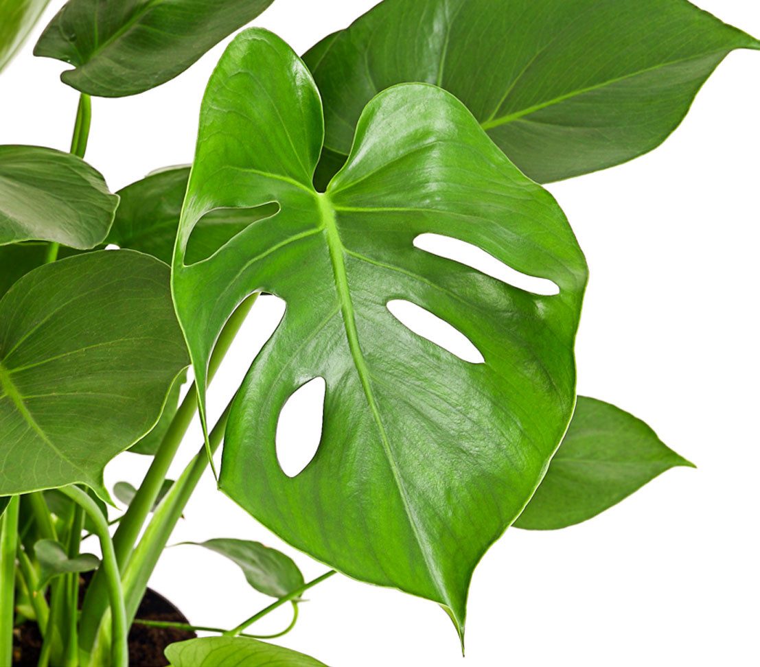 Dehner Zimmerpflanze Fensterblatt, Monstera deliciosa, geschlitztes Blattwe günstig online kaufen