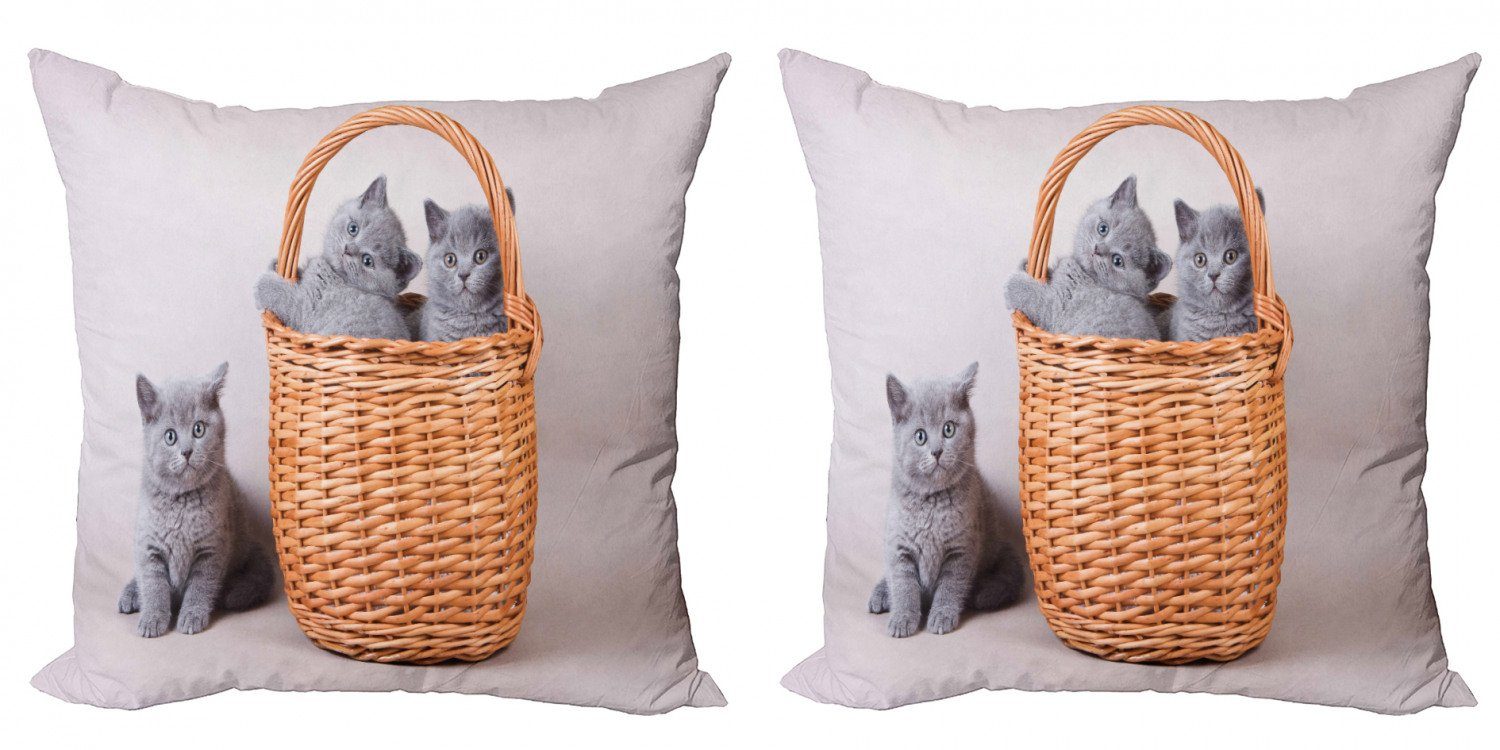 (2 Modern Stück), Katzen Britische Accent Korb Doppelseitiger Abakuhaus im Kissenbezüge Digitaldruck, Kätzchen
