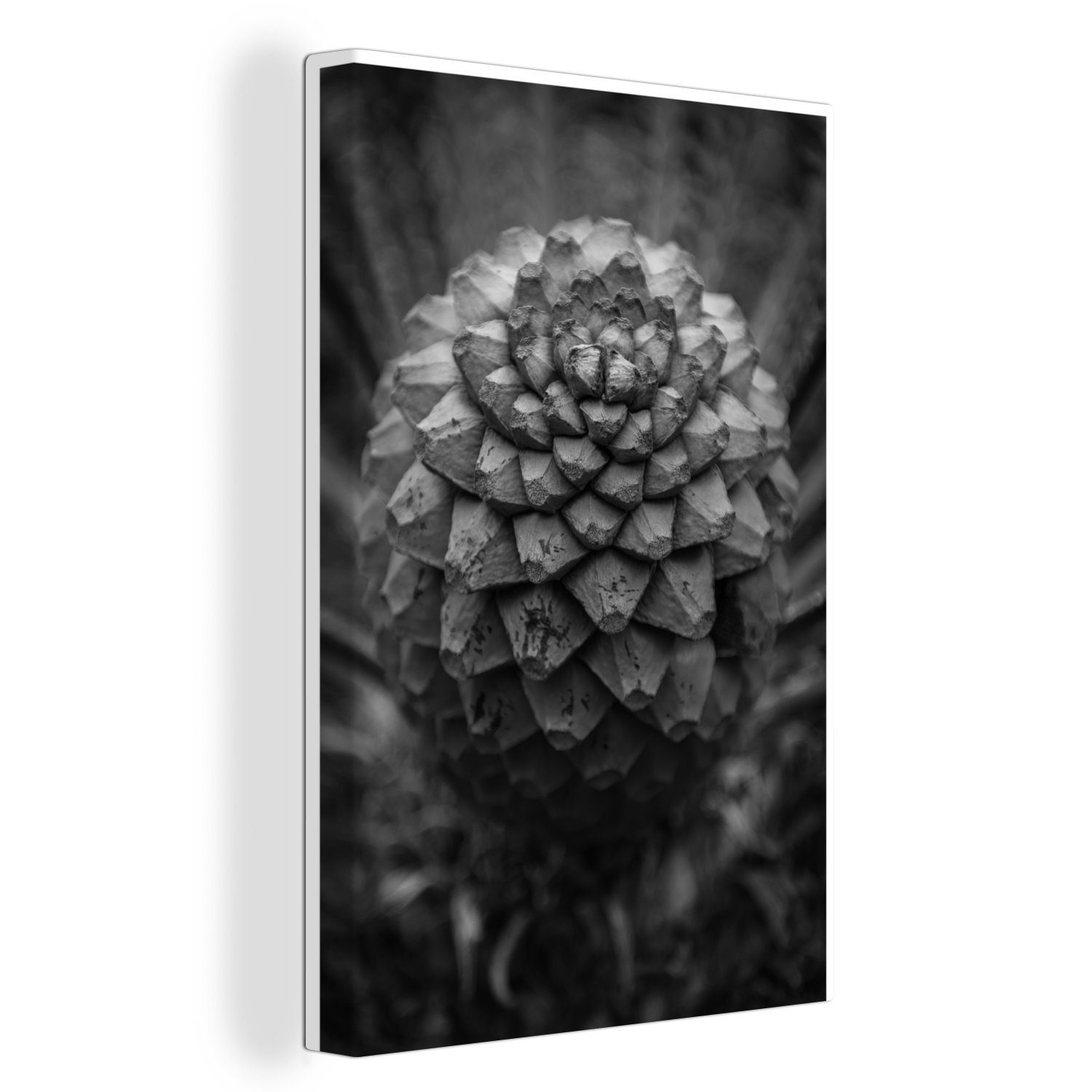 Zackenaufhänger, (1 bespannt Schwarz-Weiß-Fotografie fertig cm OneMillionCanvasses® Leinwandbild Leinwandbild einer Sagopalme, inkl. St), 20x30 Gemälde,