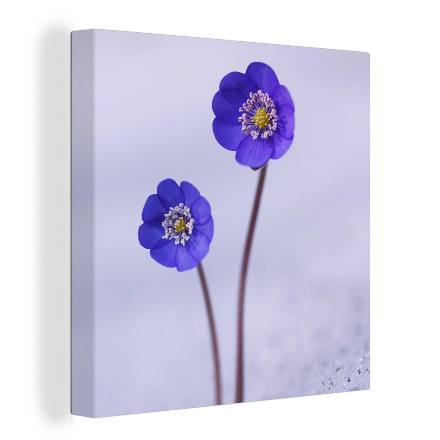 OneMillionCanvasses® Leinwandbild Blumen - Schnee - Lila, (1 St), Leinwand Bilder für Wohnzimmer Schlafzimmer bunt