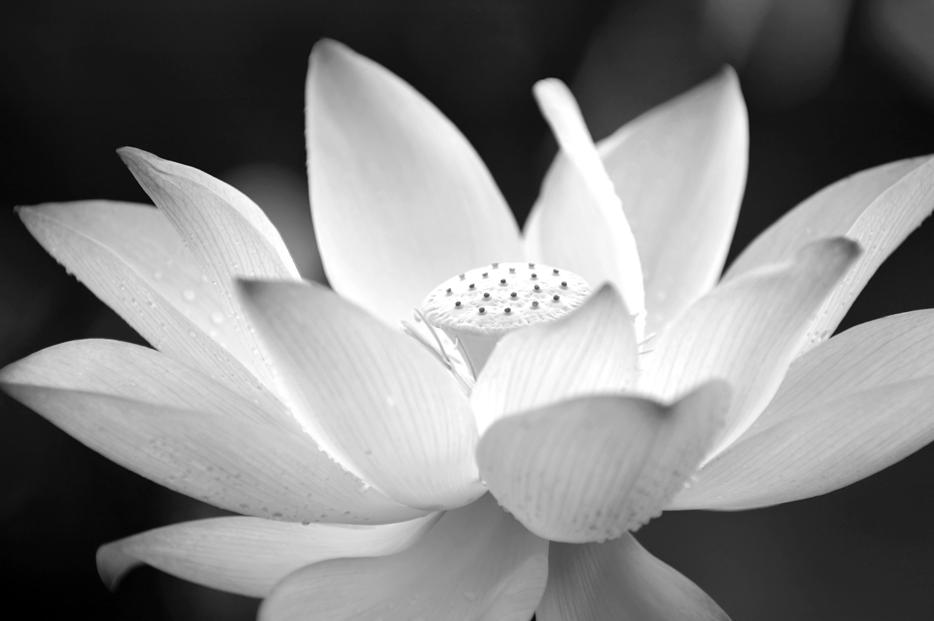Fototapete Blume Schwarz & Weiß