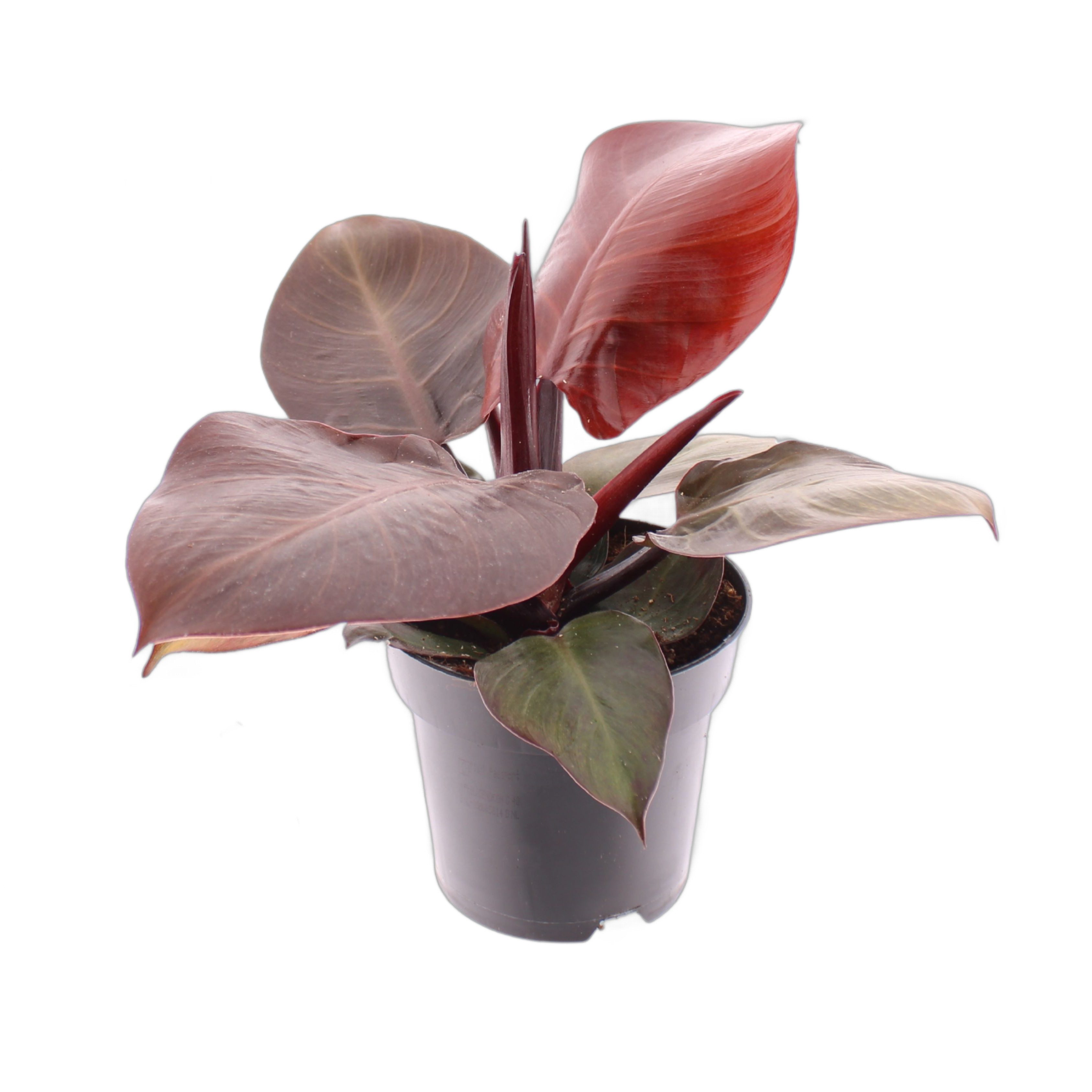meinvipshop Zimmerpflanze Philodendron Cherry Red 30cm Zimmerpflanze