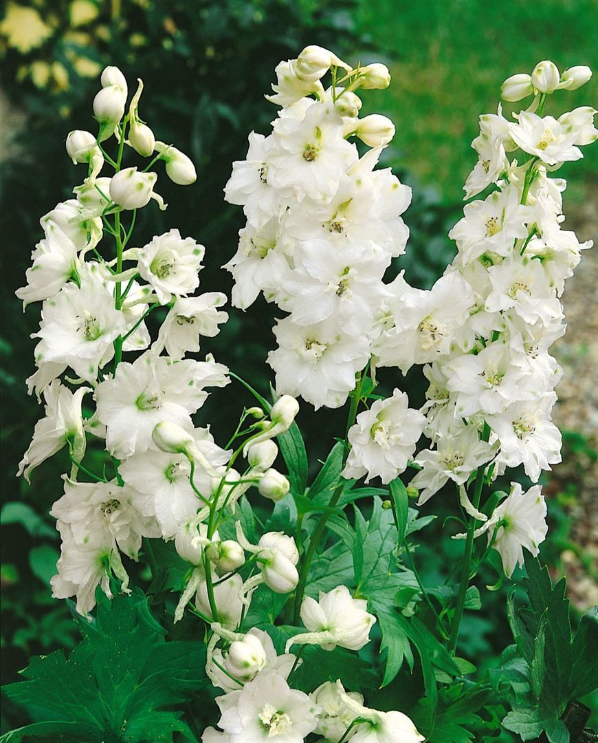 Pflanzen für Dich Staude Delphinium Pacific Galahad, 1 St., Rittersporn