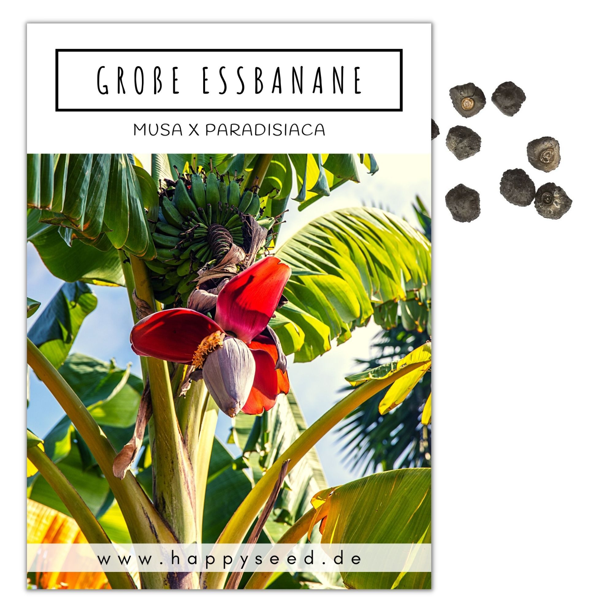 HappySeed Blumensamen Große Essbanane Samen (Musa x paradisiaca) - Exotisch günstig online kaufen