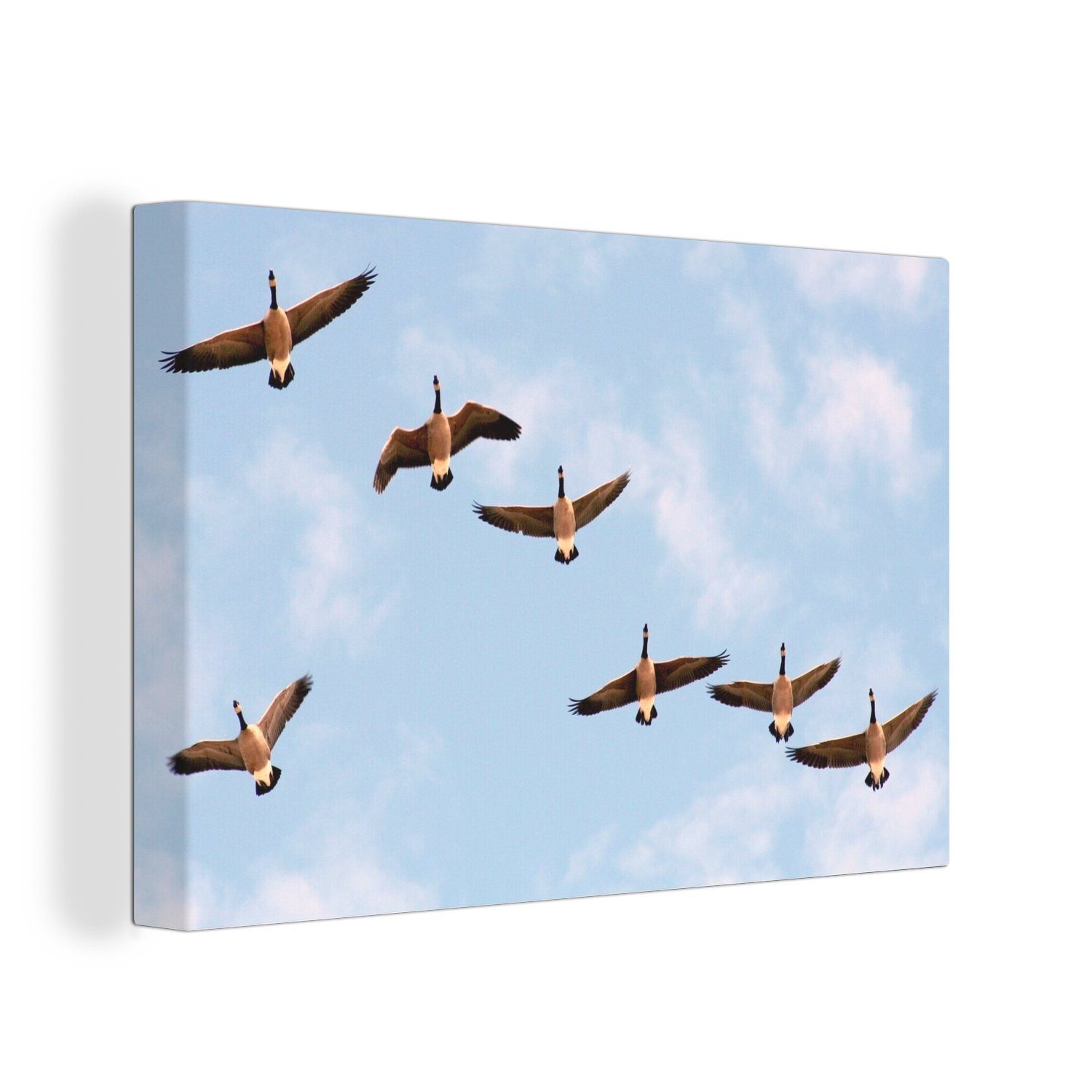 OneMillionCanvasses® Leinwandbild Kanadagänse - Himmel - Vögel, (1 St), Wandbild Leinwandbilder, Aufhängefertig, Wanddeko, 30x20 cm