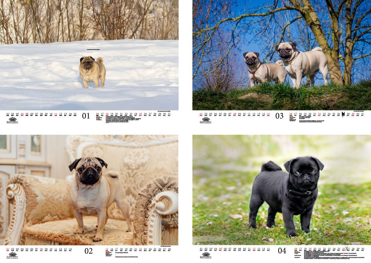 Thumbnail - Seelenzauber Wandkalender Mopszauber DIN A3 Kalender für 2026 Mops Hunde Welpen - Seelenzauber