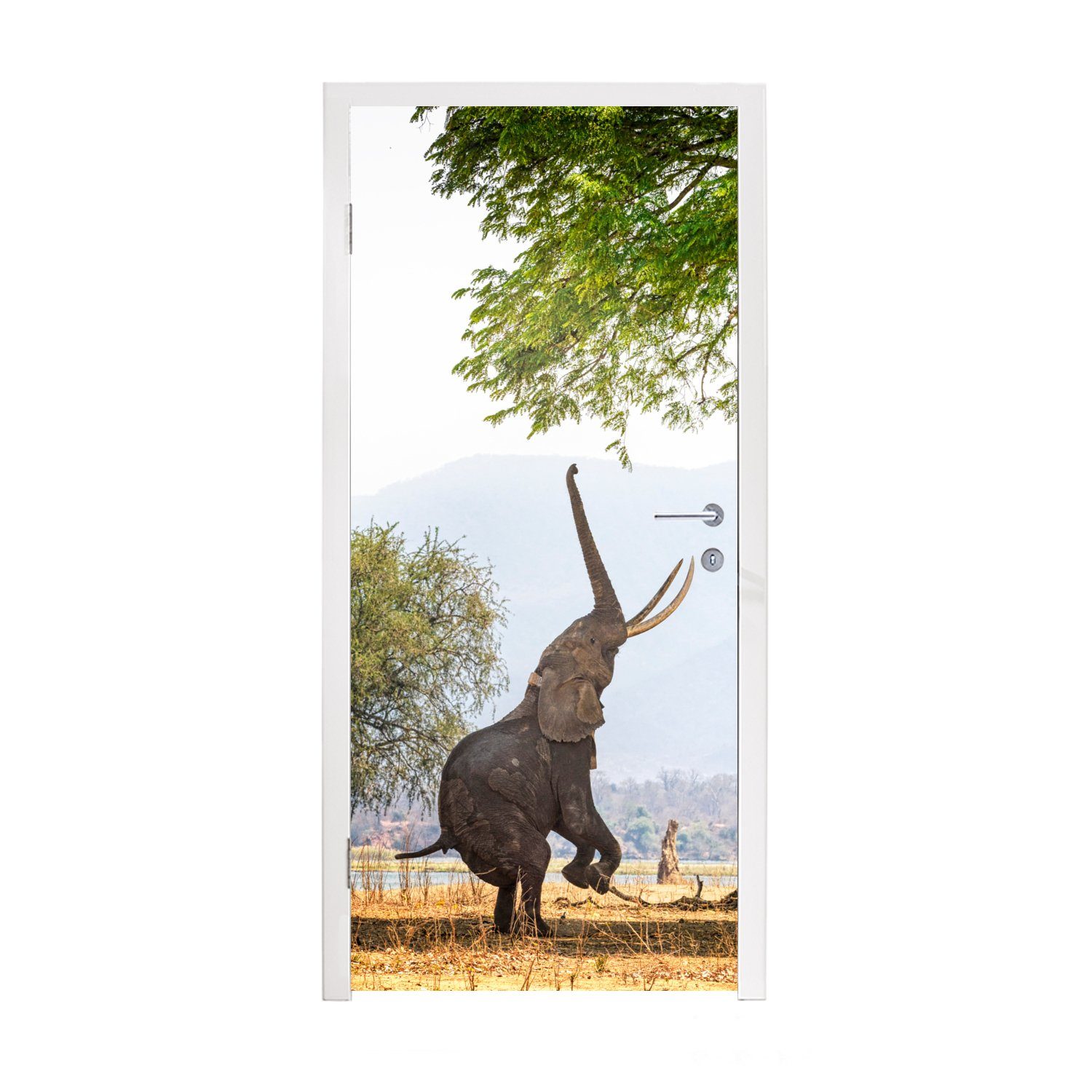 cm Fototapete Matt, (1 Blätter, - St), Türtapete bedruckt, Baum für Türaufkleber, Tür, Elefant MuchoWow 75x205 -