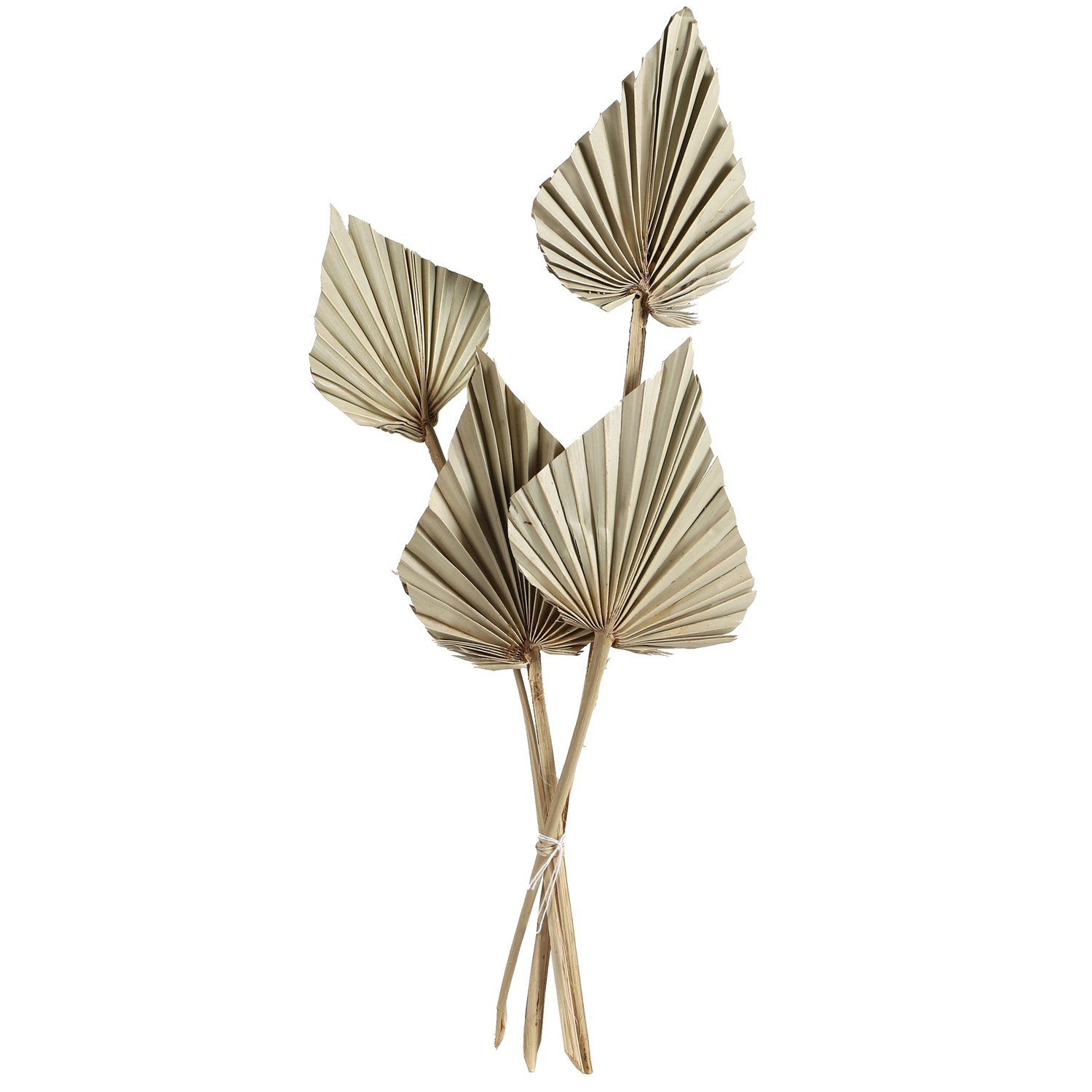 Trockenblume 4er Set Getrocknete Palmblätter 35cm - Natürliche Boho-Dekoration Palme, Marrakesch Orient & Mediterran Interior, 4er Set