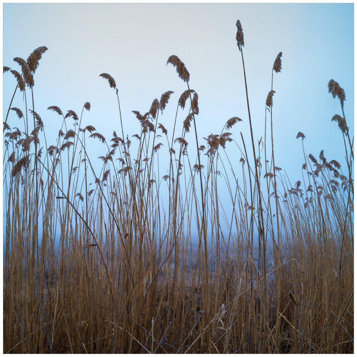 Wallario Glasbild, Schilfrohr am See vor blauem Himmel, in verschiedenen Ausführungen