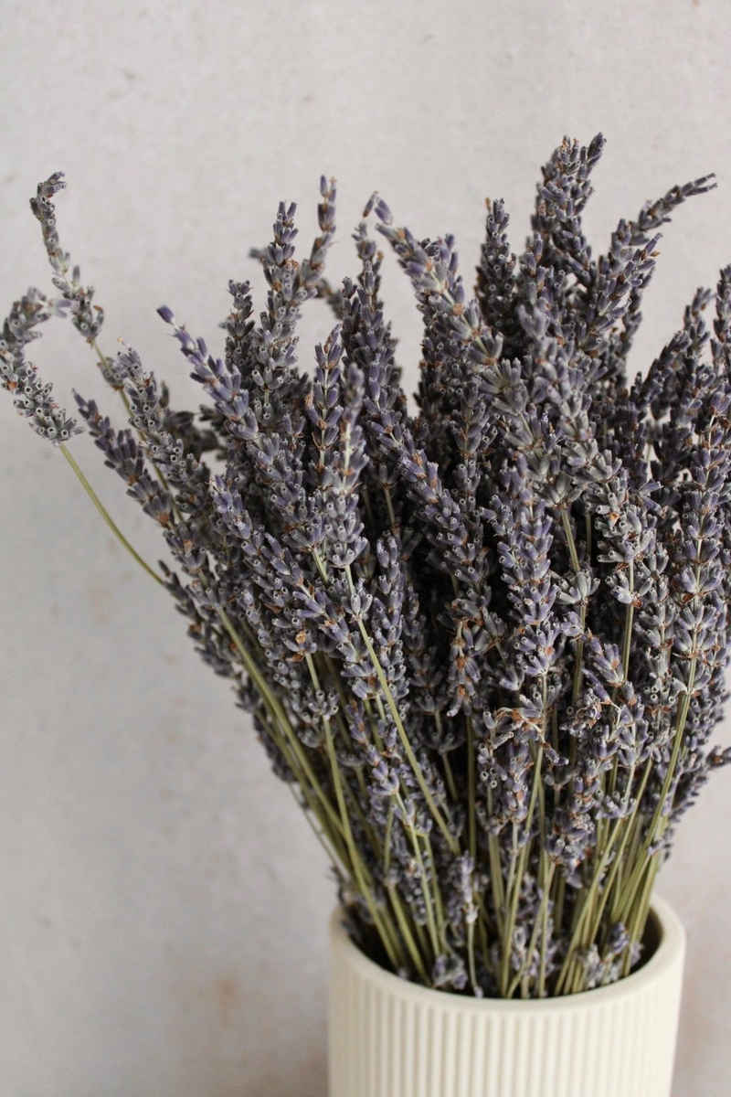 Trockenblume getrockneter Lavendel Lavendel, Vasenglück