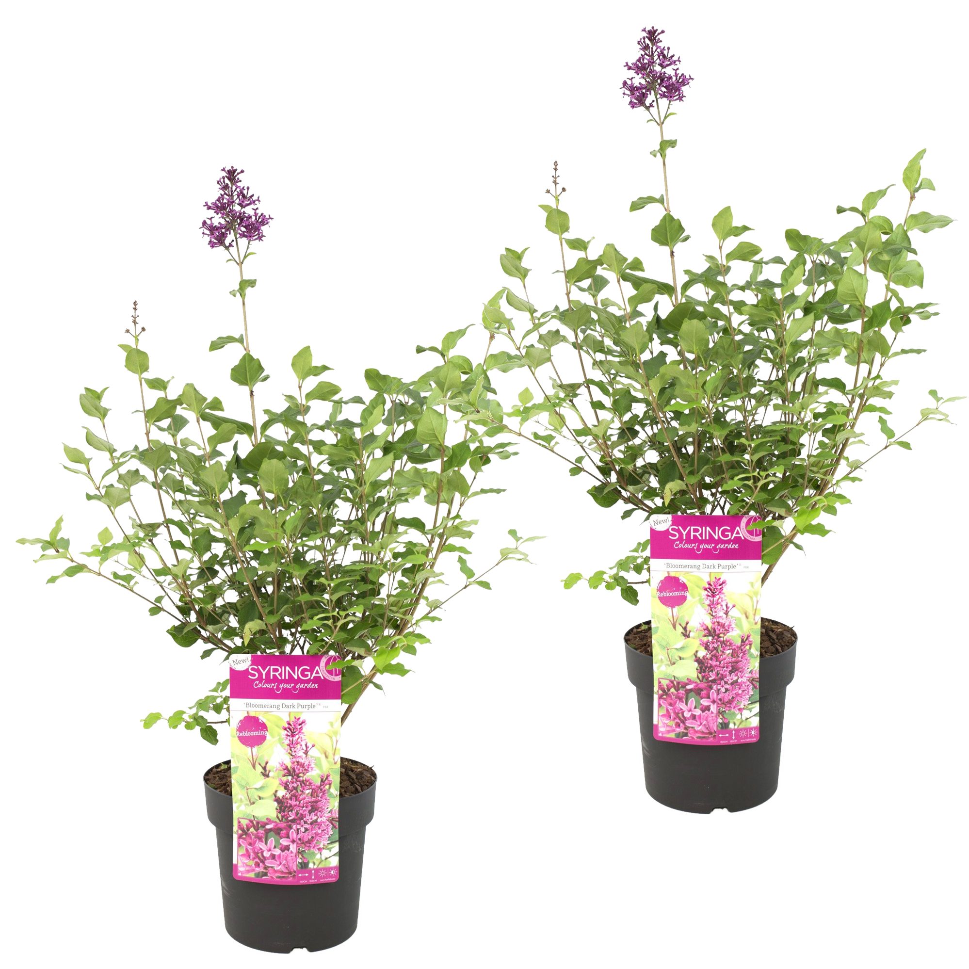 Bloomique Beetpflanze Bloomique - 2er Set - Syringa Bloomerang Dark Purple - Flieder - Lila, 2 St.