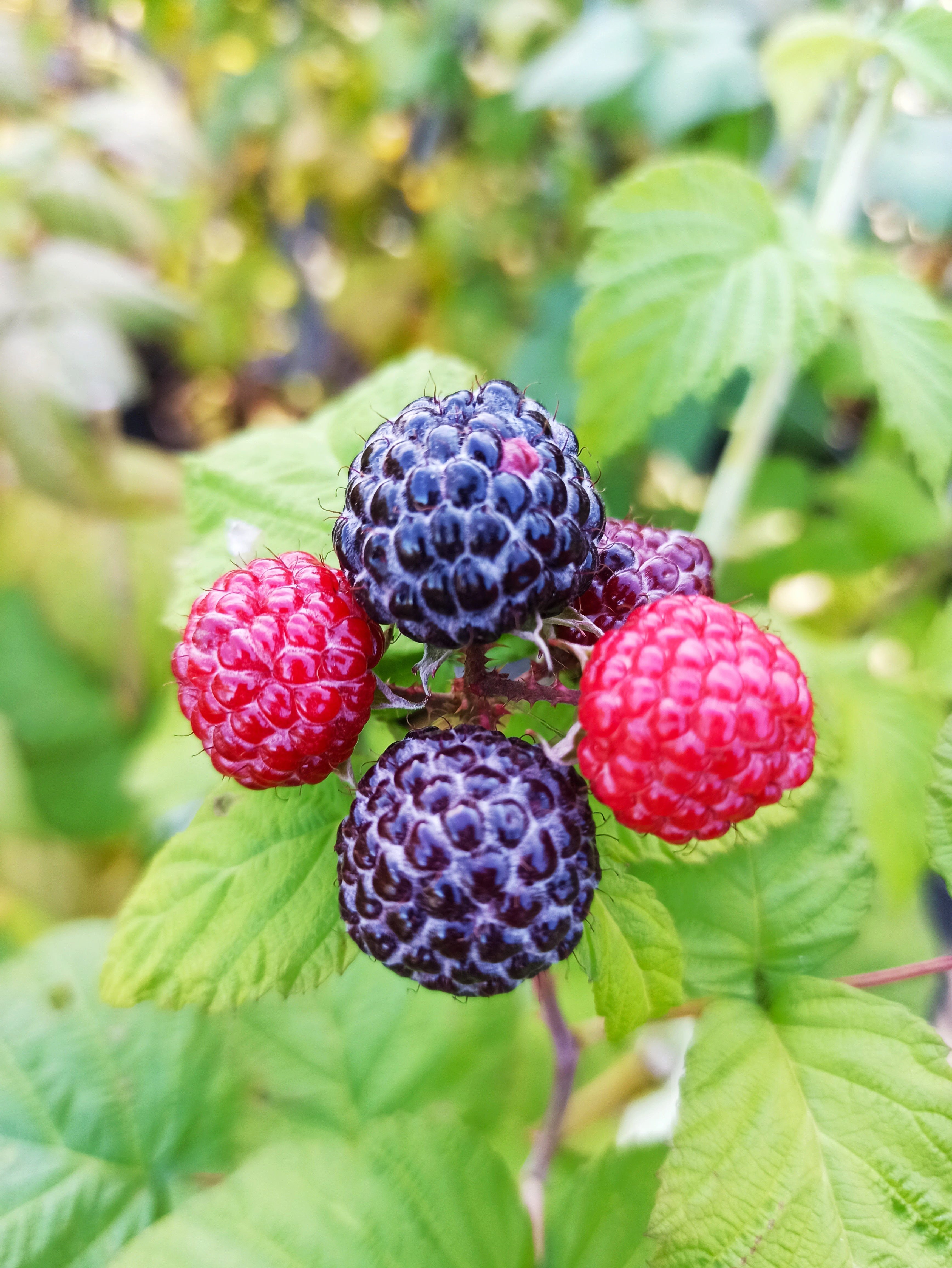 AMO Baumschulen Obstpflanze Schwarze Himbeere Black Jewel Beerenpflanze aromatisch ertragreich