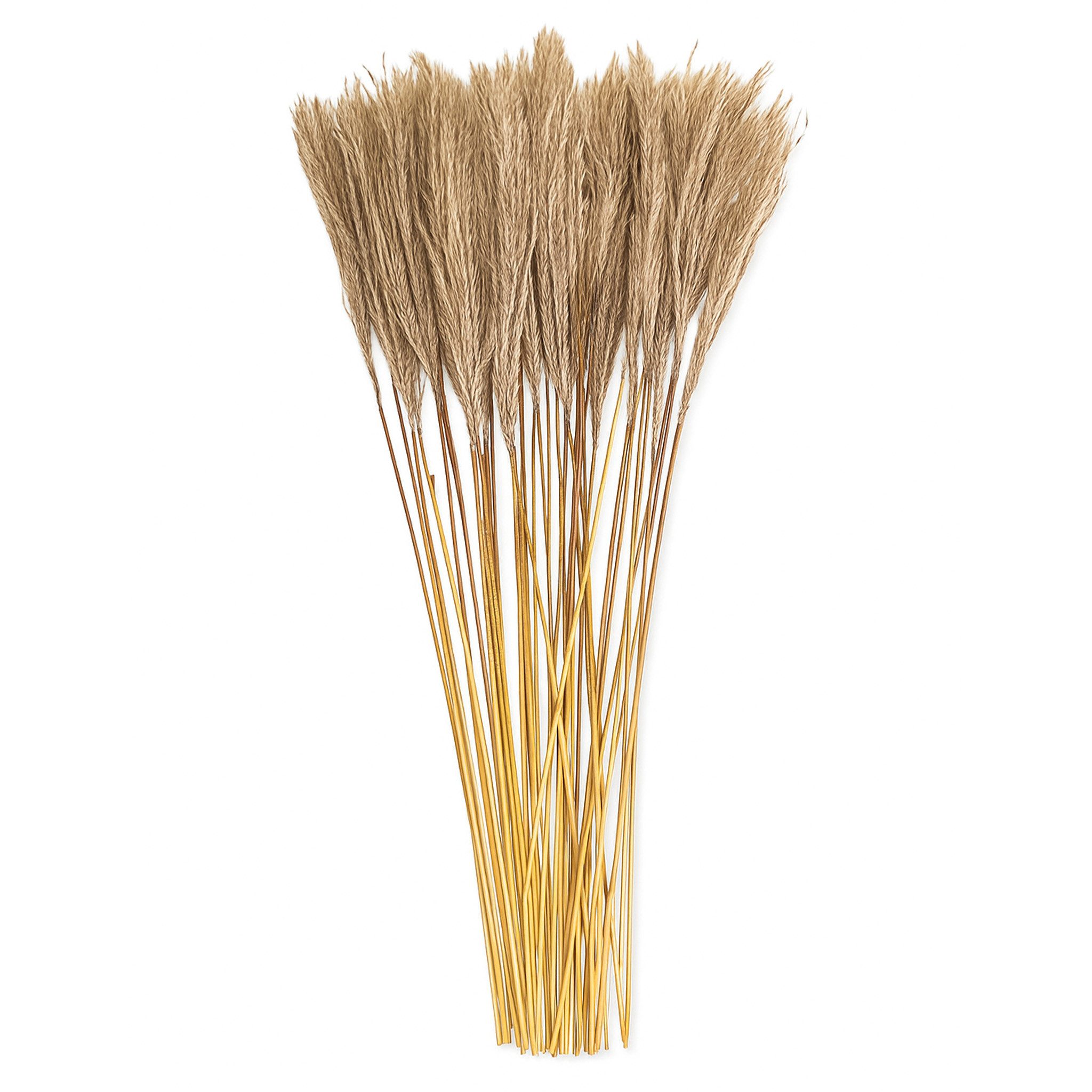 Kunstblume Getrocknetes Schilfrohr im 40er Set, günstig online kaufen