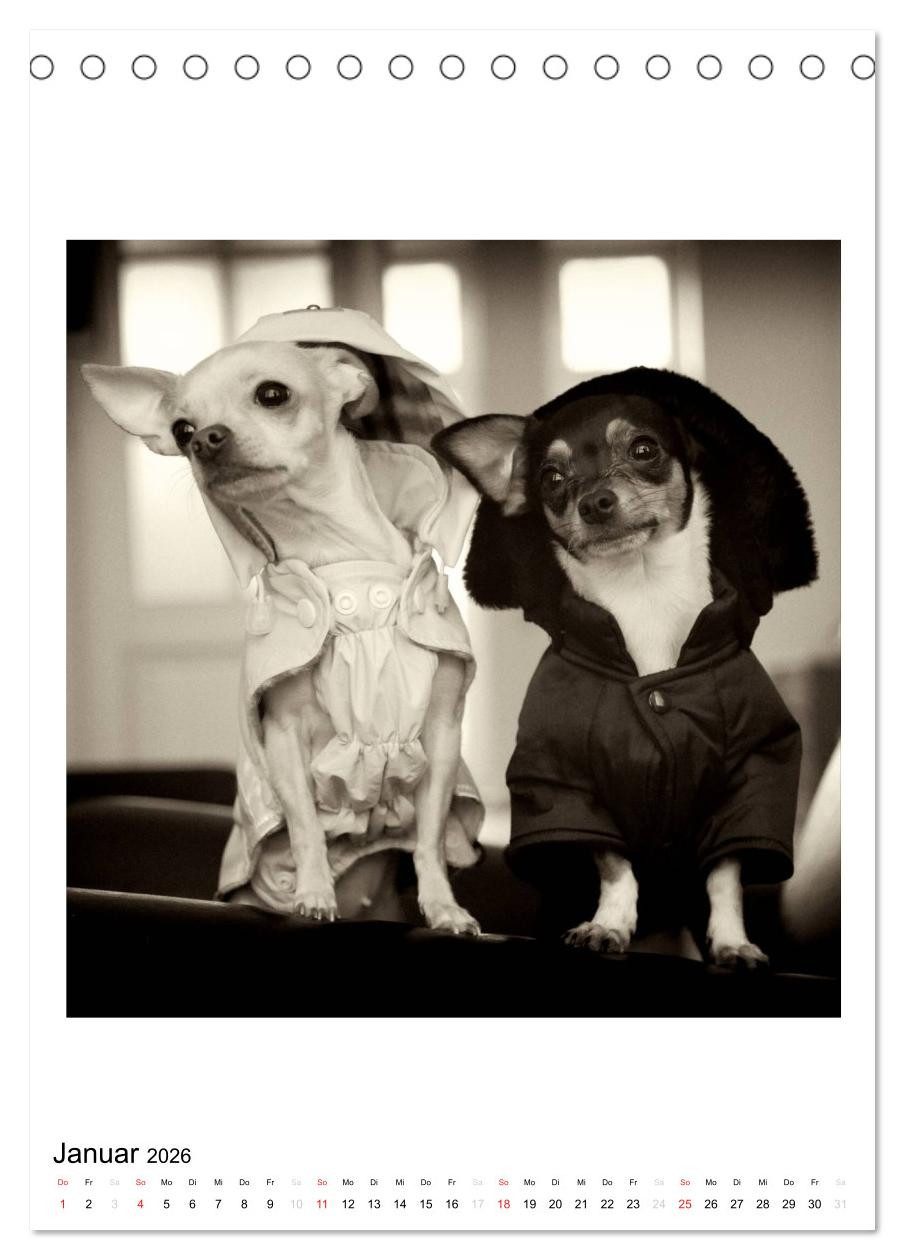CALVENDO Wandkalender CHIHUAHUA CHIC Photos Marion Koell (Tischkalender 2026 DIN A5 hoch), C