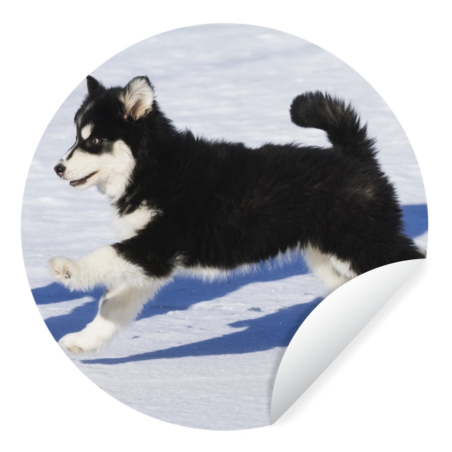 MuchoWow Wandsticker Husky-Welpe läuft über den Schnee (1 St), Tapetenkreis für Kinderzimmer, Tapetenaufkleber, Rund, Wohnzimmer
