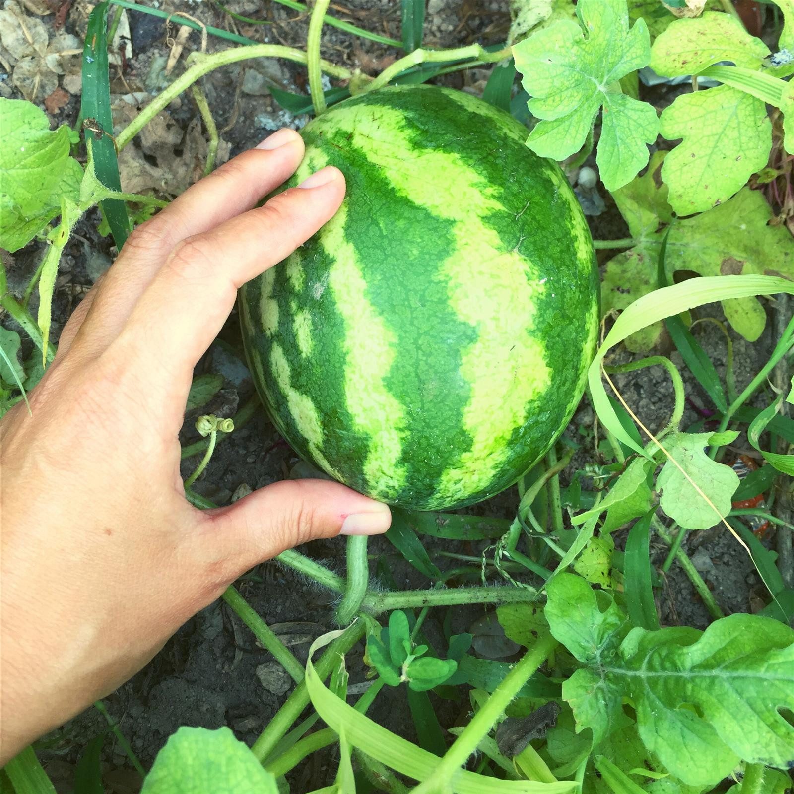 HappySeed Blumensamen Wassermelone Samen - Citrullus lanatus, Blumen – Bild 4 von 5
