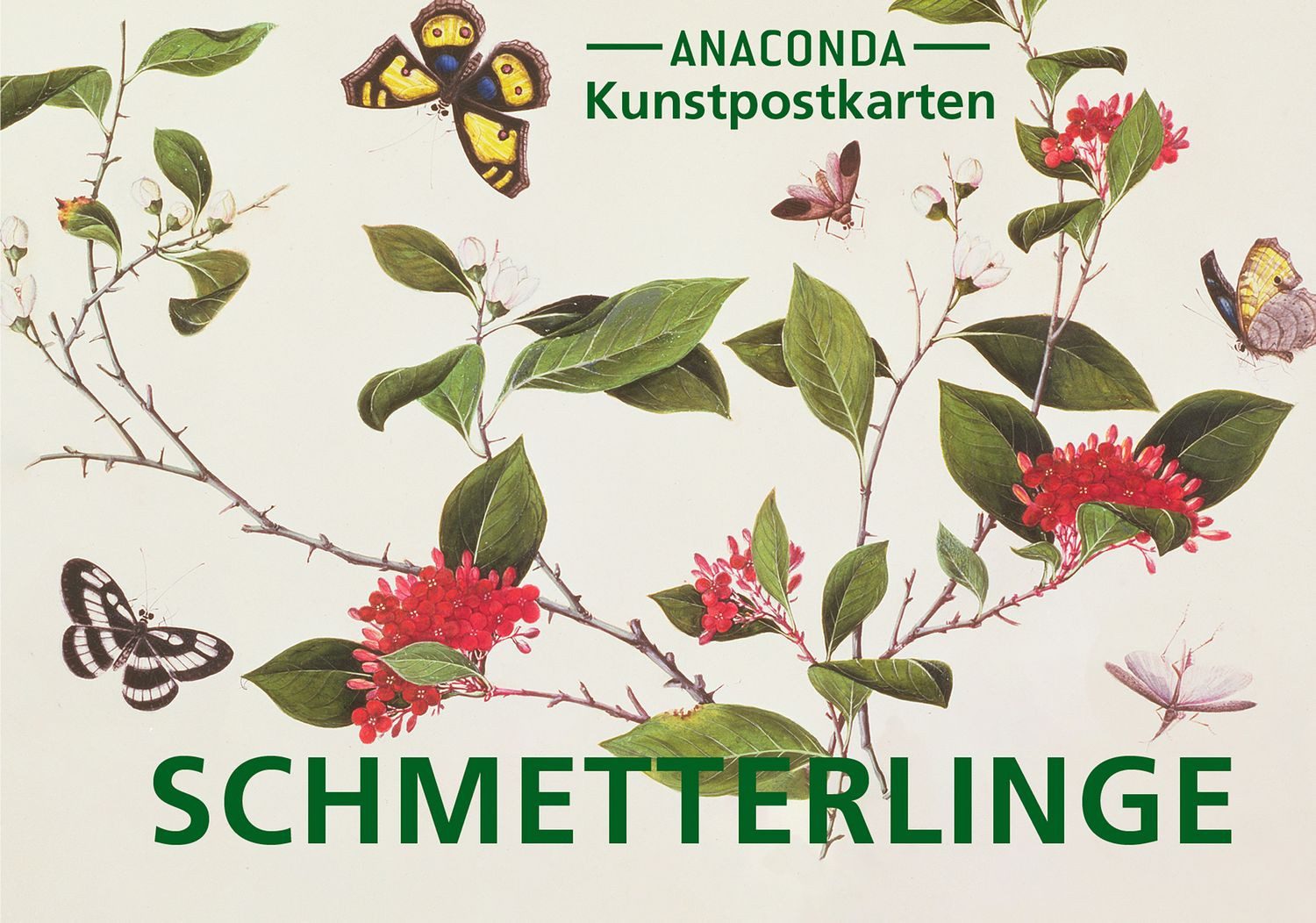 Postkarten-Set Schmetterlinge / diverse