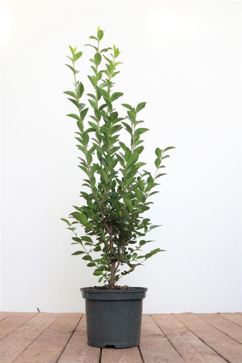 Gehölze Ligustrum ovalifolium