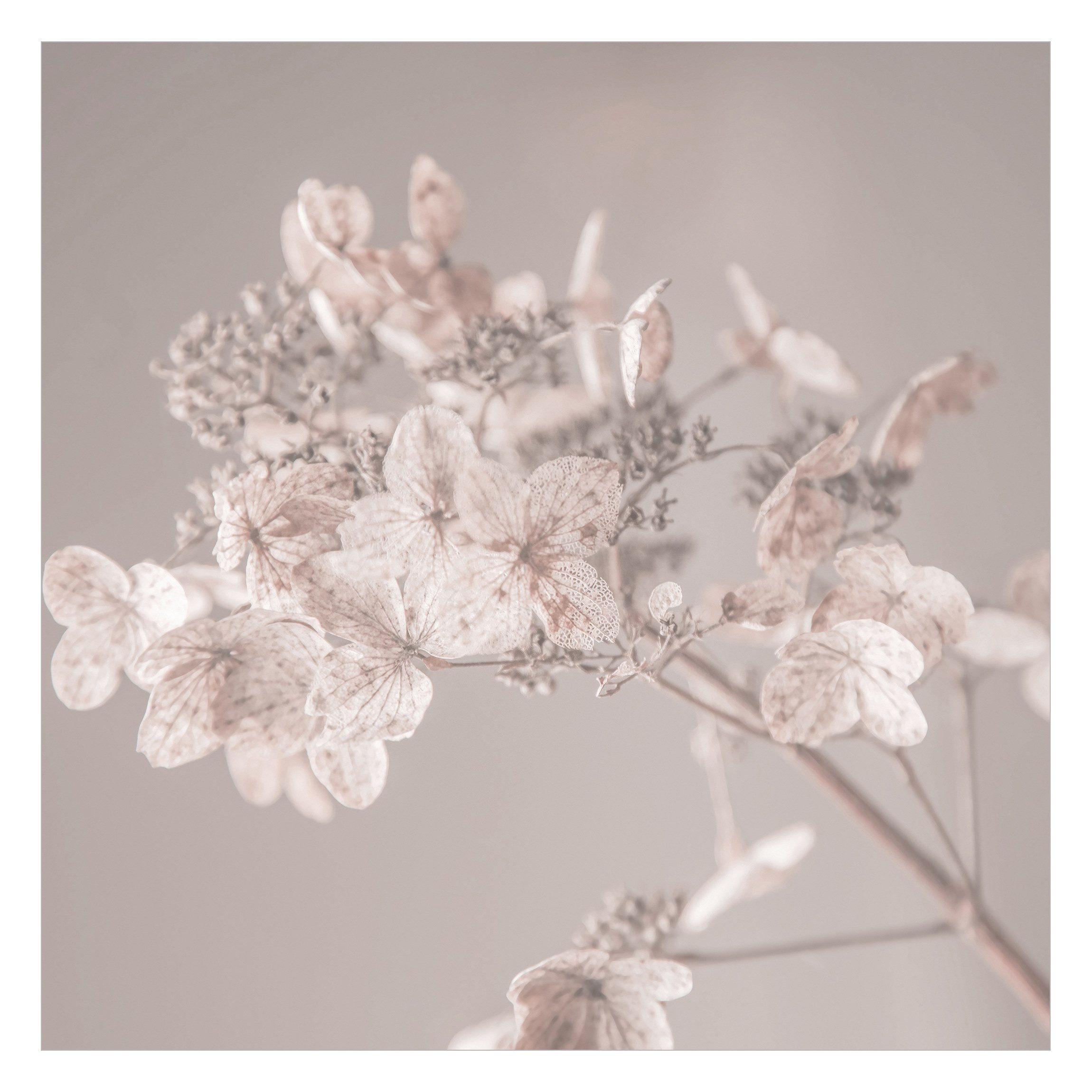 Bilderdepot24 Fototapete Blumen Zarte weiße Hortensie günstig online kaufen